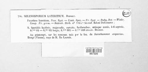 Fusarium lateritium image